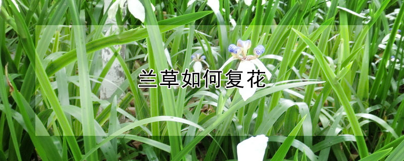 兰草如何复花