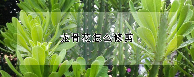 龙骨花怎么修剪