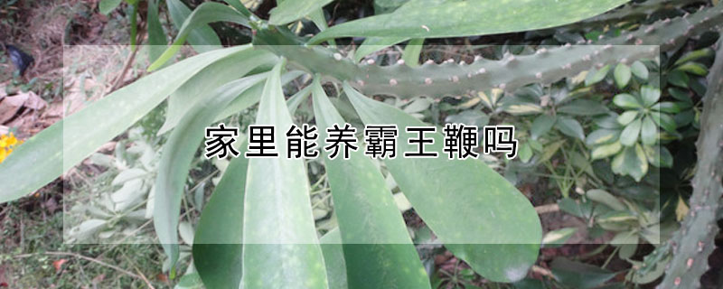 家里能养霸王鞭吗