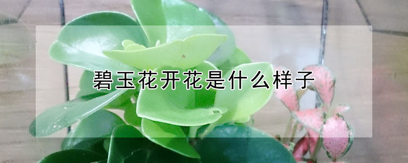 碧玉花开花是什么样子