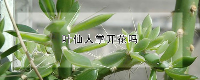 叶仙人掌开花吗