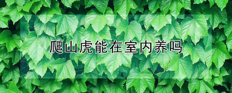 爬山虎能在室内养吗