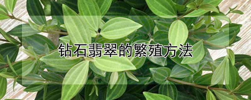 钻石翡翠的繁殖方法