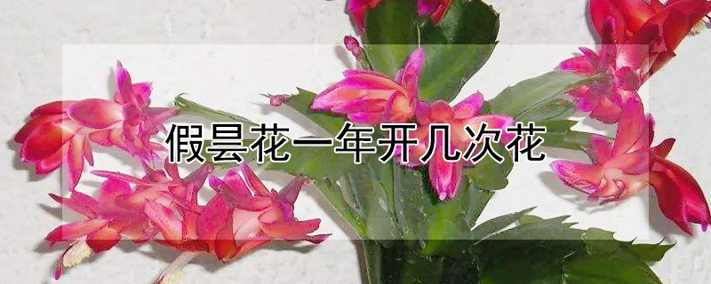 假昙花一年开几次花