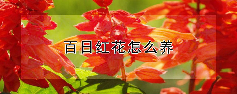 百日红花怎么养