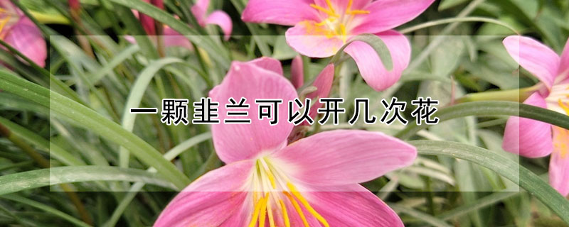 一颗韭兰可以开几次花