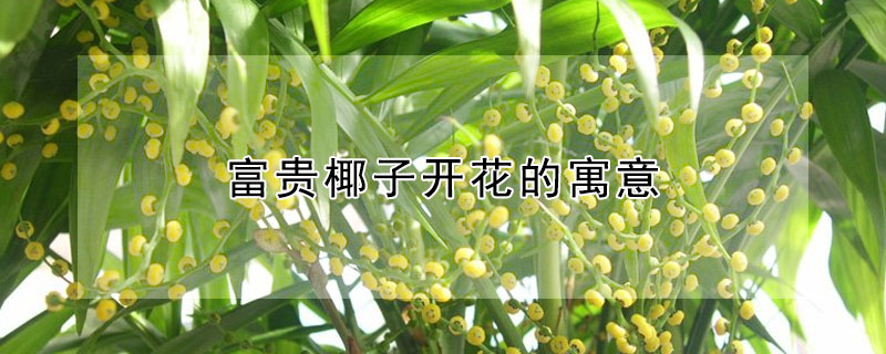 富贵椰子开花的寓意