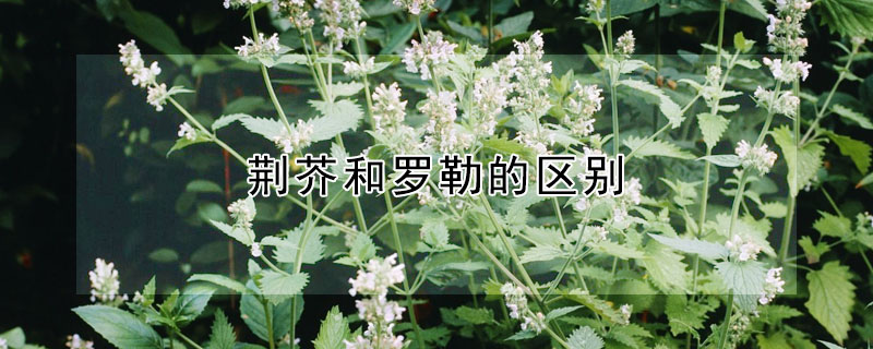 荆芥和罗勒的区别