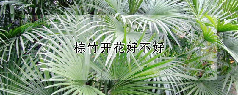 棕竹开花好不好