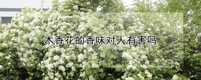 木香花的香味对人有害吗