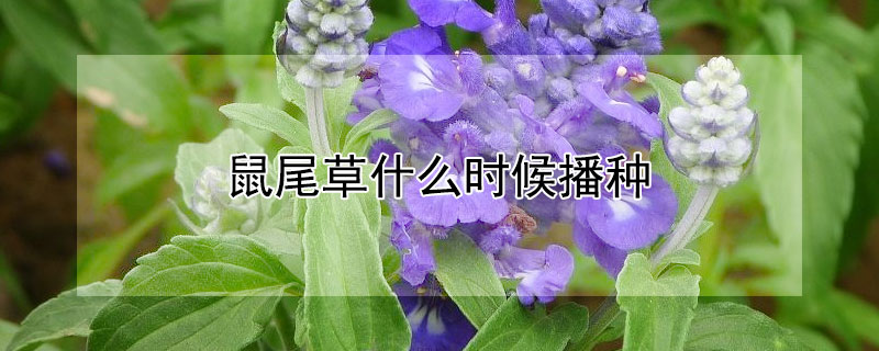 鼠尾草什么时候播种