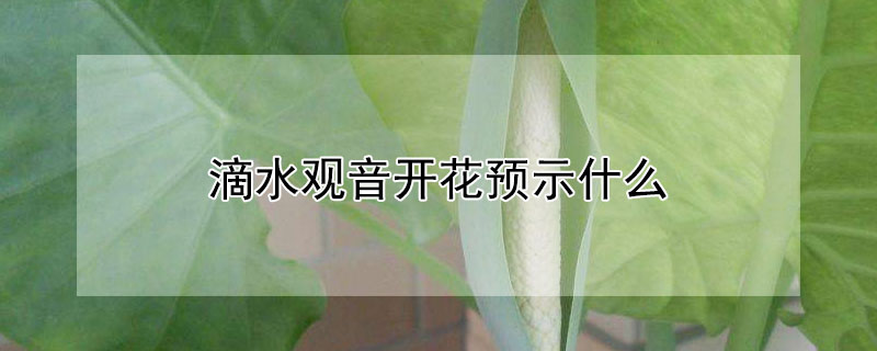 滴水观音开花预示什么