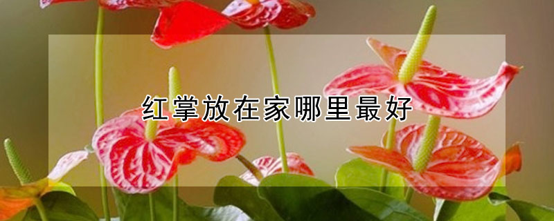 红掌放在家哪里最好