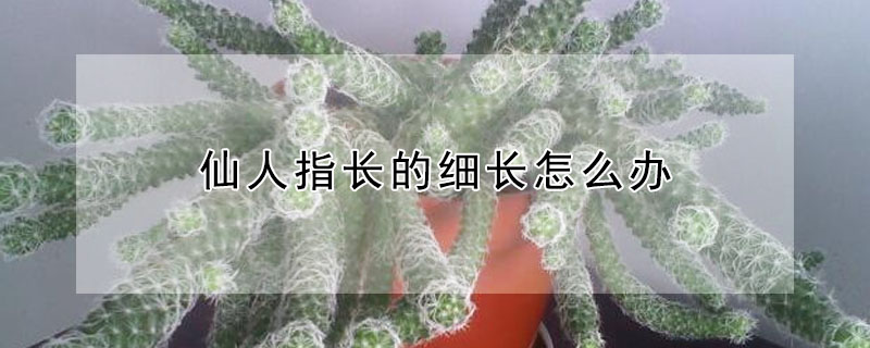 仙人指长的细长怎么办