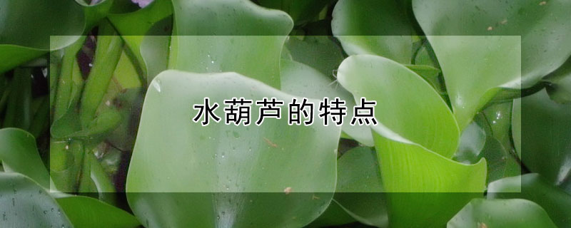 水葫芦的特点
