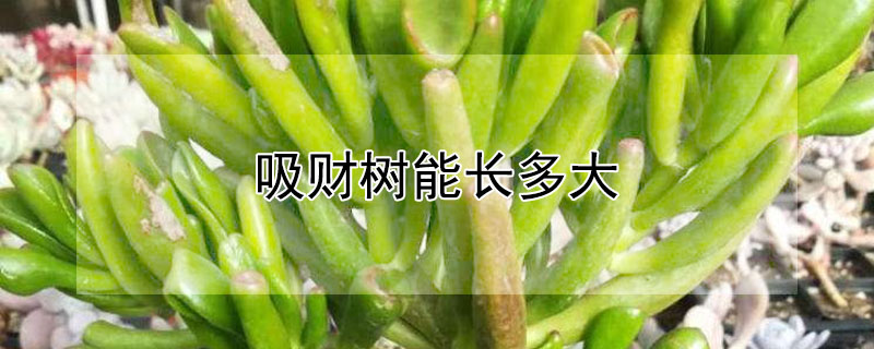 吸财树能长多大