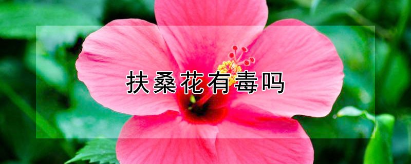 扶桑花有毒吗