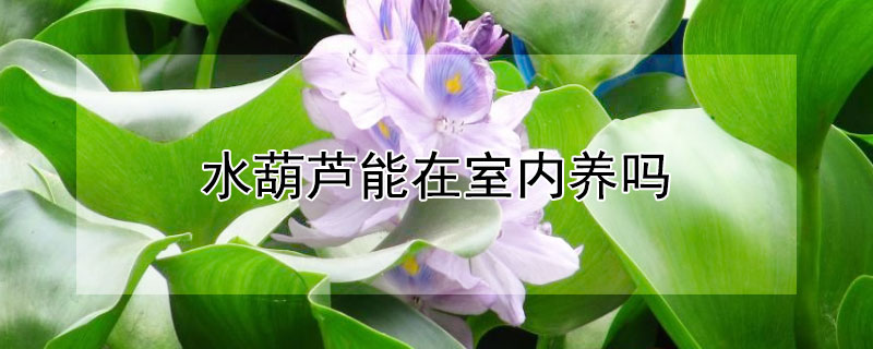 水葫芦能在室内养吗