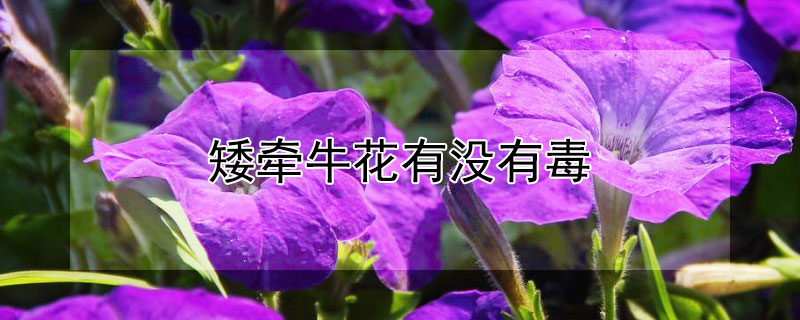 矮牵牛花有没有毒