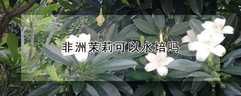 非洲茉莉可以水培吗