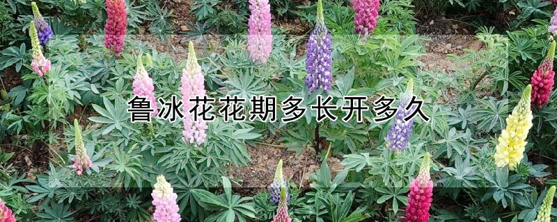 鲁冰花花期多长开多久