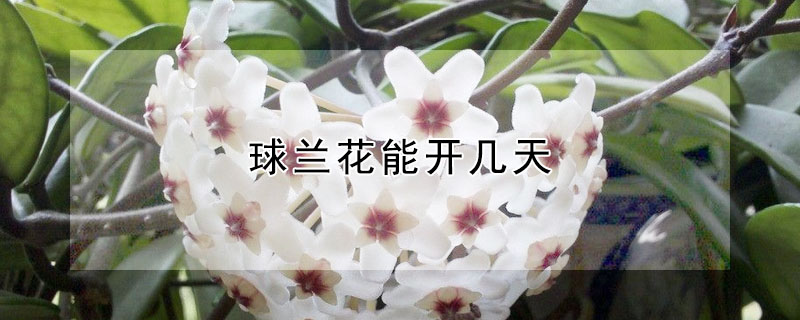 球兰花能开几天