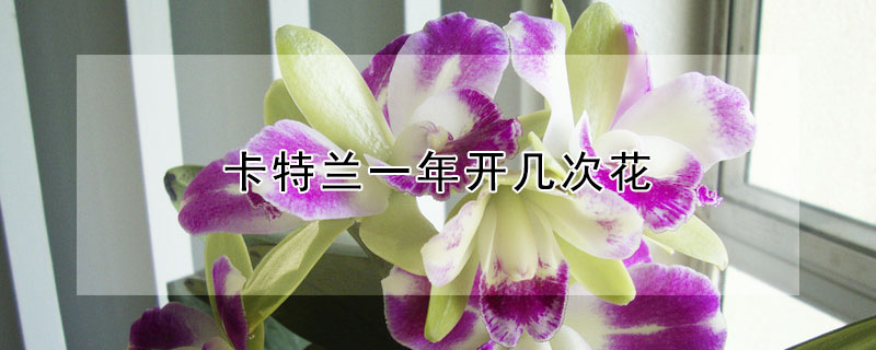 卡特兰一年开几次花