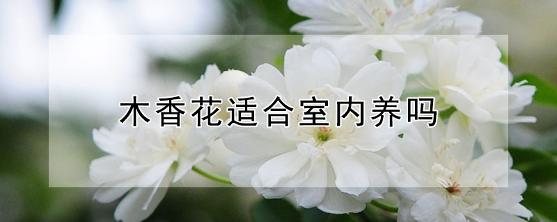 木香花适合室内养吗