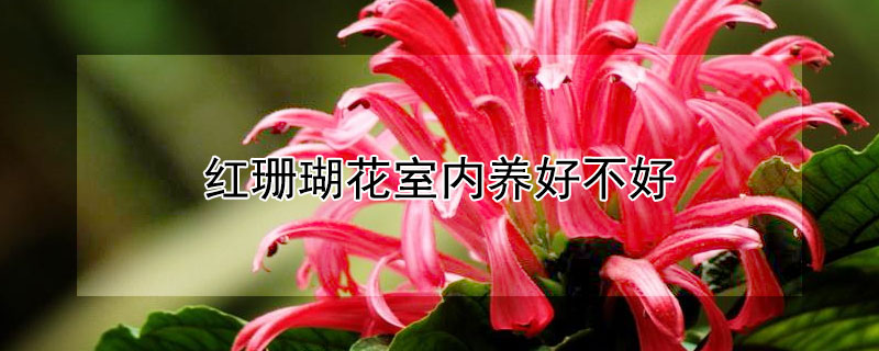 红珊瑚花室内养好不好