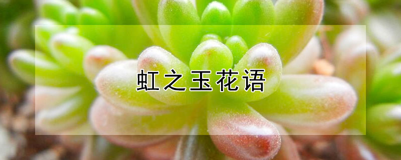 虹之玉花语