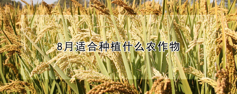 8月适合种植什么农作物