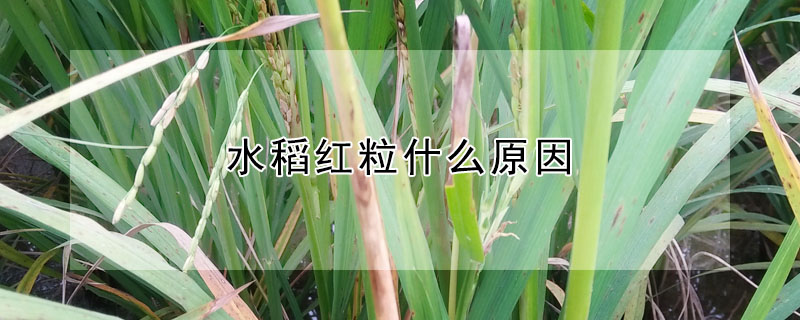 水稻红粒什么原因