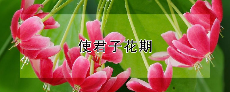 使君子花期