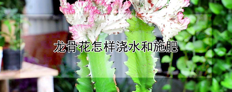 龙骨花怎样浇水和施肥