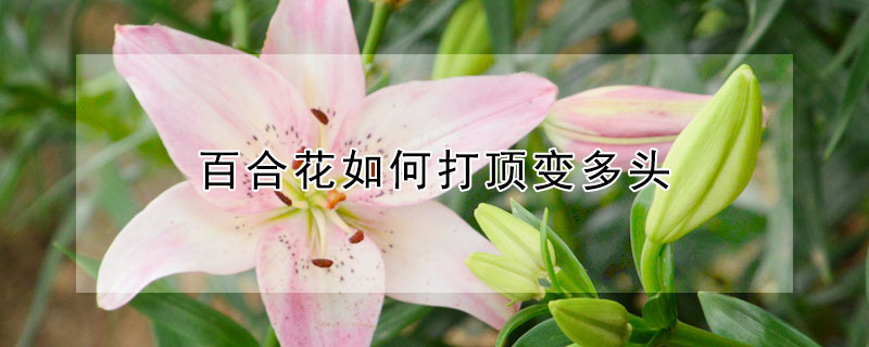 百合花粉有毒吗 发财农业网