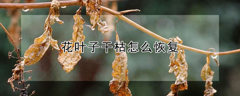 花叶子干枯怎么恢复