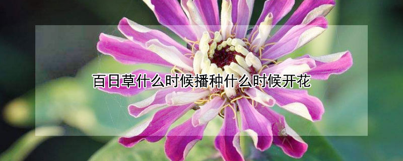 百日草什么时候播种什么时候开花