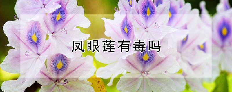 凤眼莲有毒吗