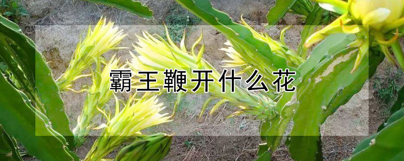 霸王鞭开什么花