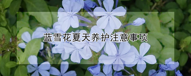 蓝雪花夏天养护注意事项