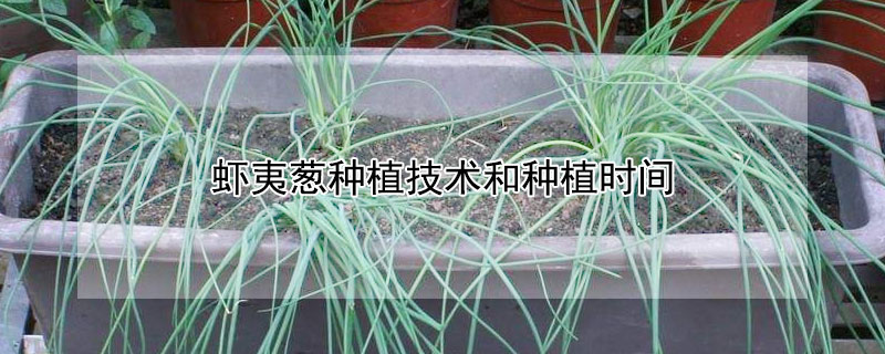 虾夷葱种植技术和种植时间