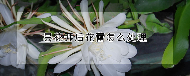 昙花开后花蕾怎么处理