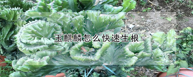 玉麒麟怎么快速生根