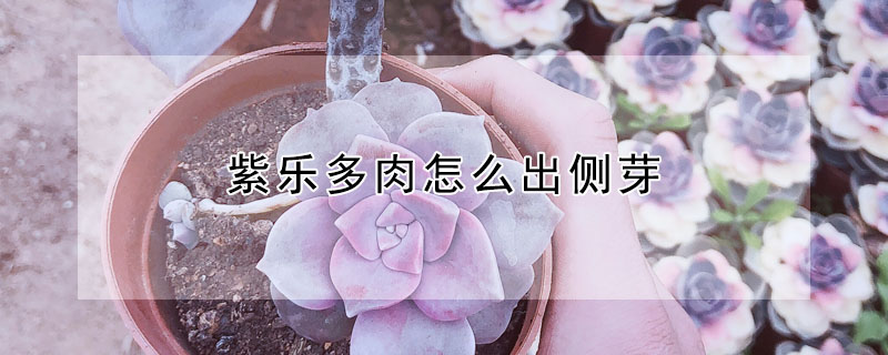 紫乐多肉怎么出侧芽