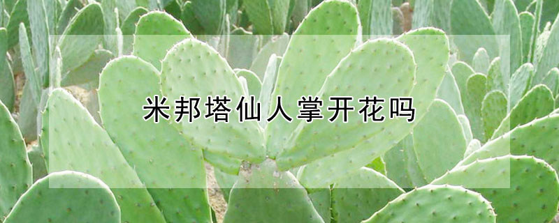 米邦塔仙人掌开花吗