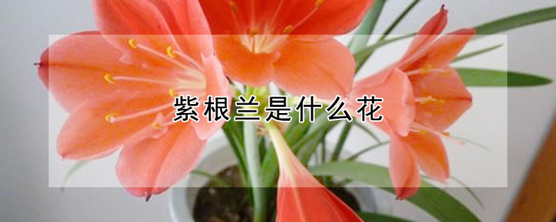 紫根兰是什么花