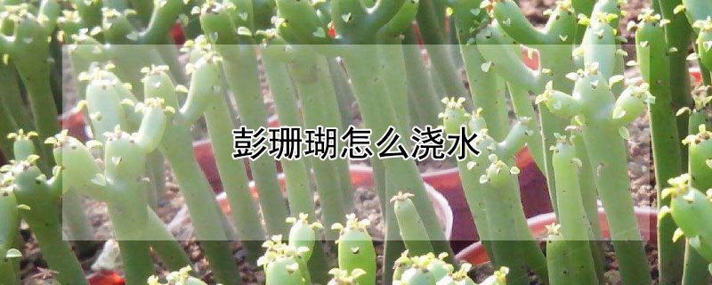 彭珊瑚怎么浇水