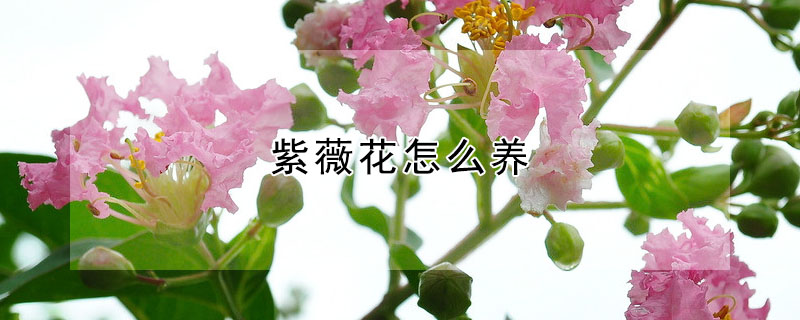 紫薇花怎么养