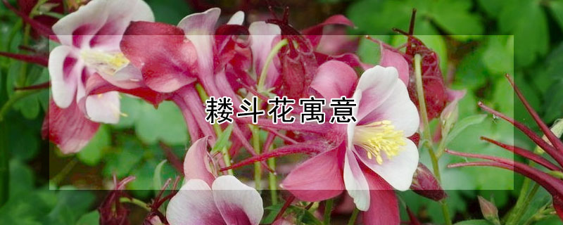 耧斗花寓意