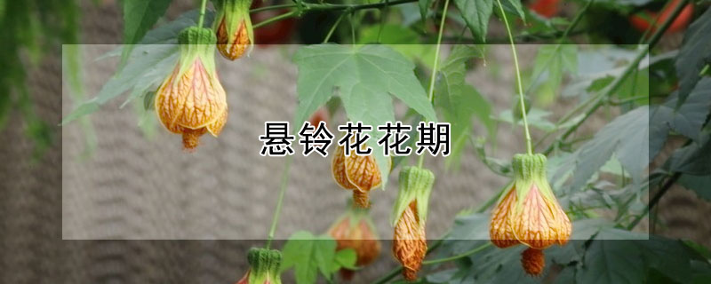 悬铃花花期